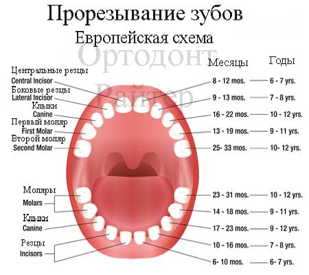 Прорезывание зубов у детей — порядок, сроки, симптомы, схема роста и таблица с рождения